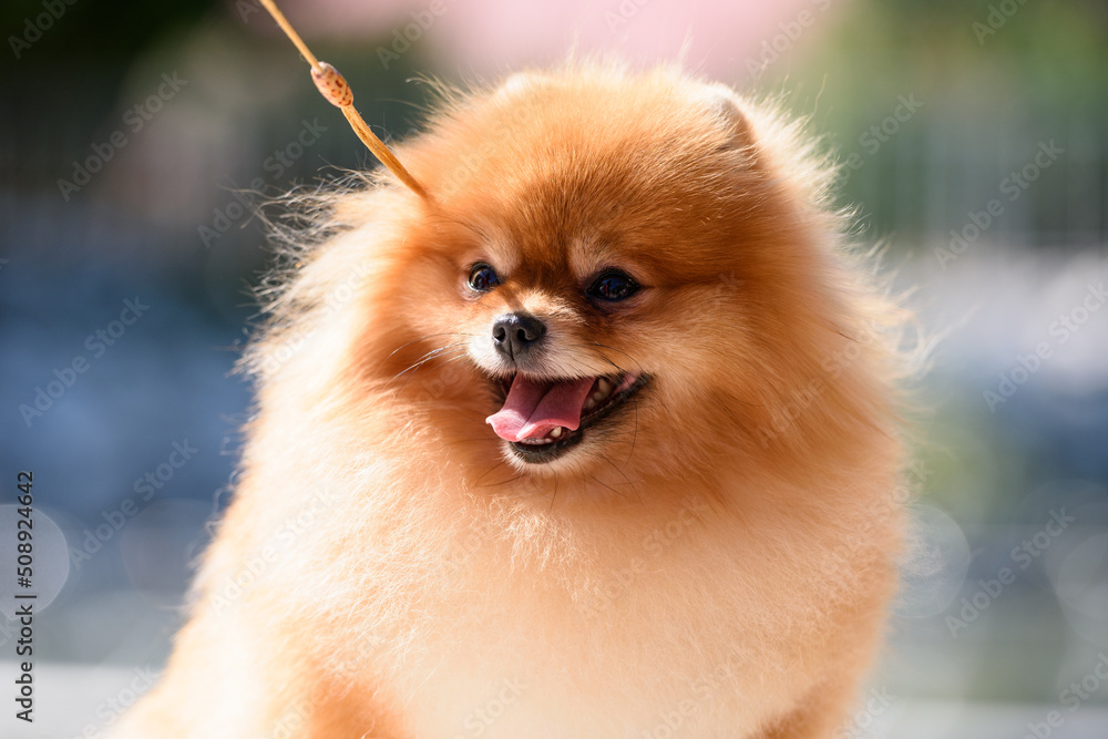 A cheerful handsome pomeranian on a leash smiles, sticking out his tongue. The dog is illuminated by bright sunlight. Portrait. Close-up.