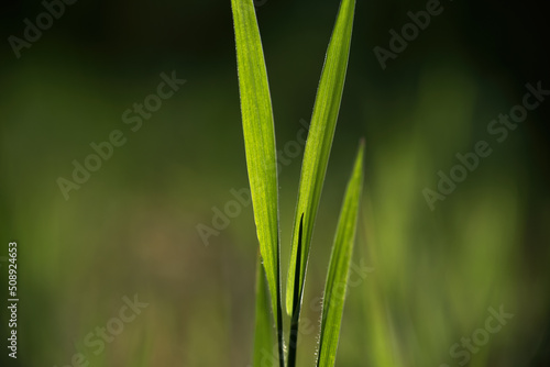 GRASS - Green plant in the sunshine