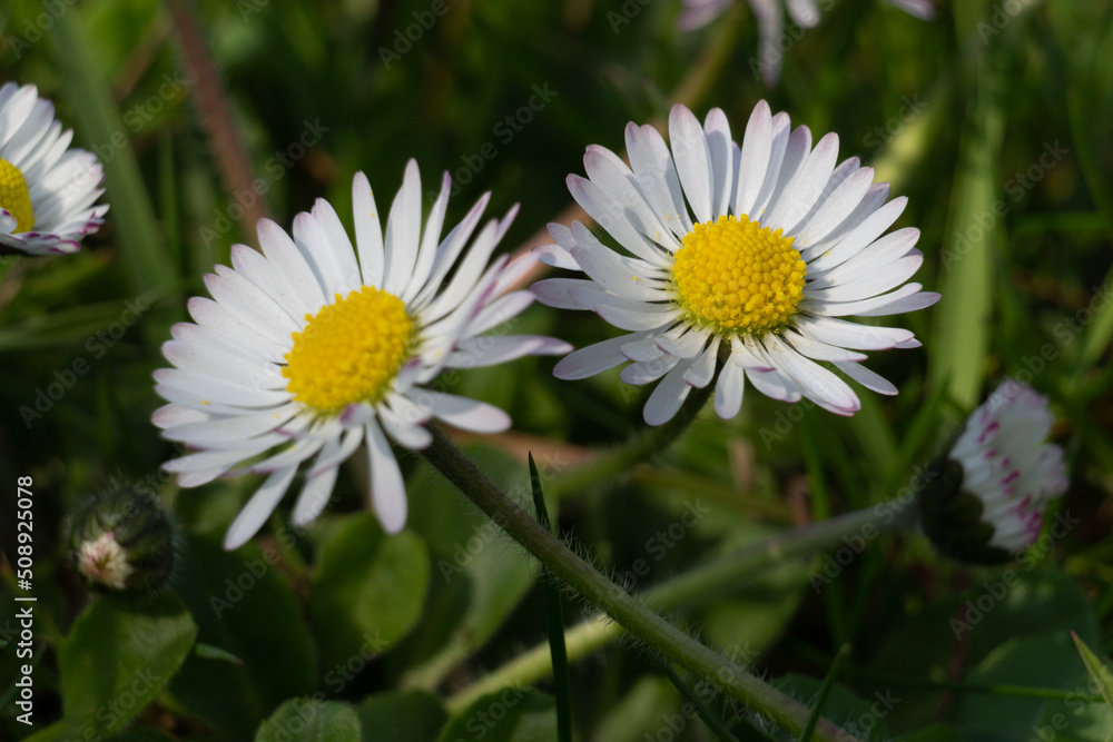 Fototapeta premium A pair of small daisies.