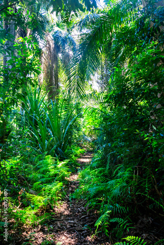 View of Jozani forest in Zanzibar, Tanzania