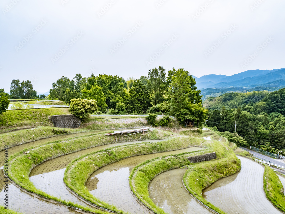 棚田と木々 棚田と木々