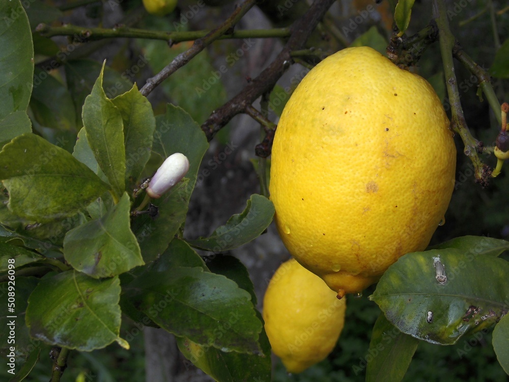 Fresh lemon on a tree