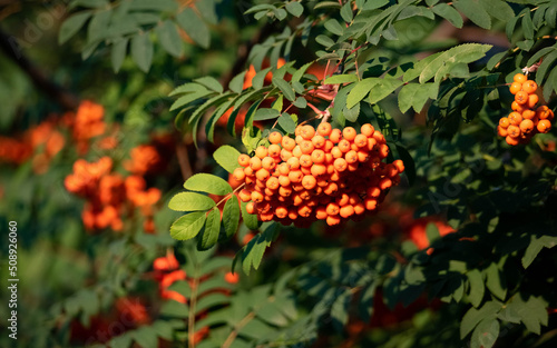 Rowan, fruit on the tree. Bundles of red rowan between the leaves in the sunshine. Autumn red fruits.