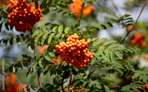Rowan, fruit on the tree. Bundles of red rowan between the leaves in the sunshine. Autumn red fruits.