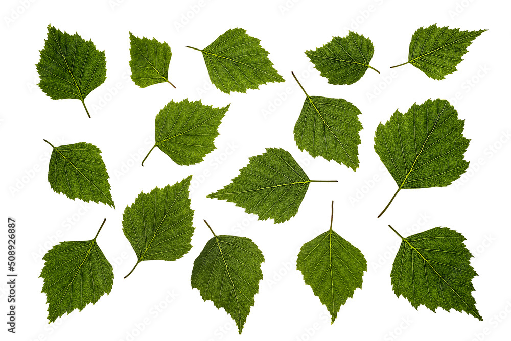 BIRCH - Green leaves of spring and summer BIRCH - Green leaves of spring and summer