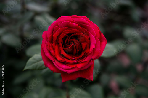 綺麗な赤いバラ