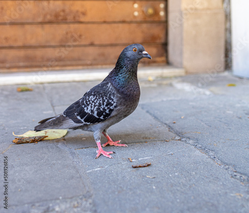 
portrait of a pigeon on the street from the perspective of the ground