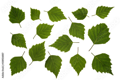 BIRCH - Green leaves of spring and summer