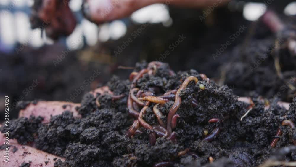 Close up of red worms inside fertile organic garden soil Close up of red worms inside fertile organic garden soil