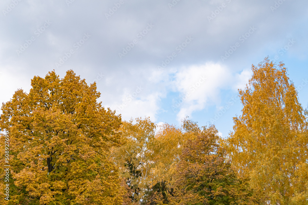 Oaks and birches with yellow leaves in October. Cloudy sky