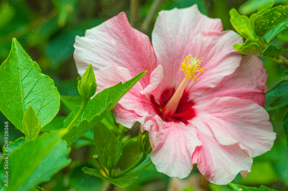 Fototapeta premium pink hibiscus flower