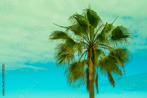 coconut palm tree background copy space