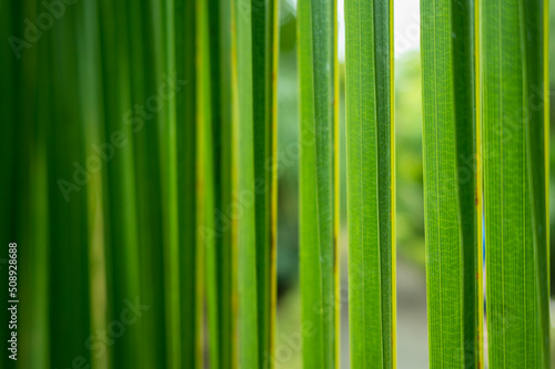 green grass leaf background close up macro