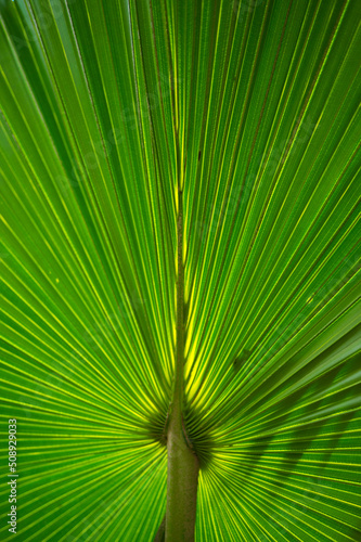 palm leaf close up green background