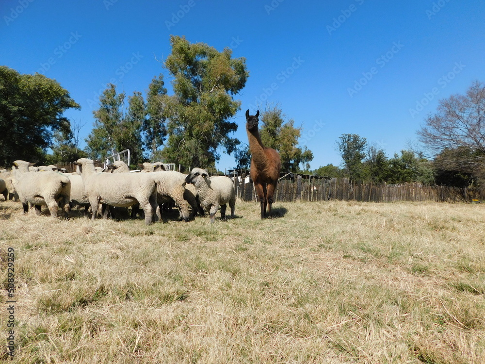 Closeup portrait photograph of a brown Llama with a black face standing in the sun on a grass field behind a herd of sheep 
