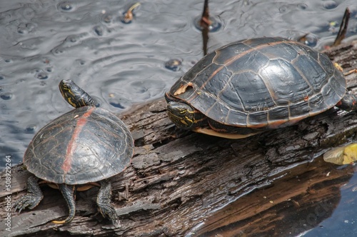 Pair of Southern Painted turtles basking on log in water  photo