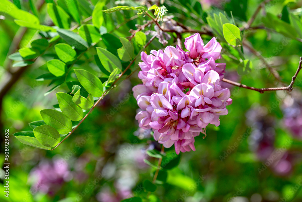 Blooming rose acacia flower or Robinia Viscosa. Blooming rose acacia flower or Robinia Viscosa.