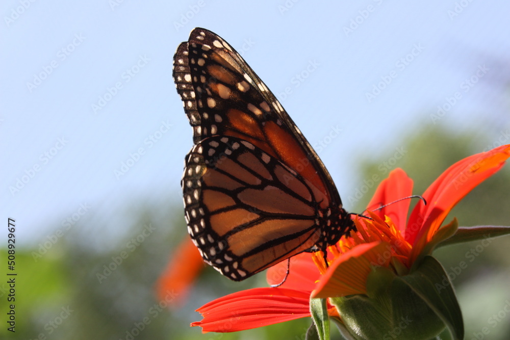 Fototapeta premium Monarch butterfly on a flower in a North Texas exhibit.
