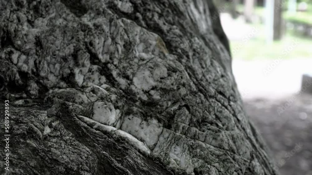 Close up on the texture of the stone in the park. Close up on the texture of the stone in the park.