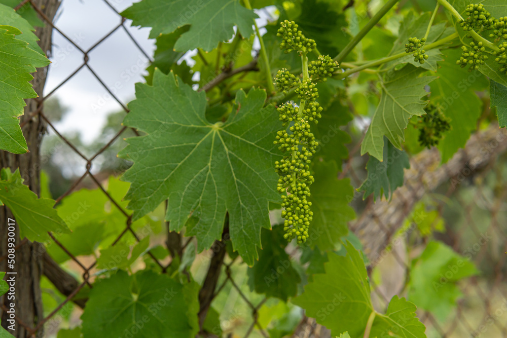 Close-up of a growing grape vine Close-up of a growing grape vine