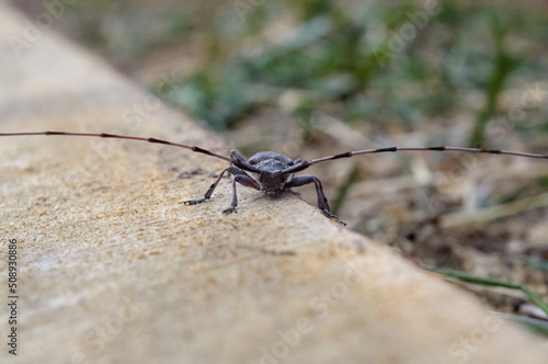 Hylotrupesbajulus. Beetle-barbel or long-horned beetle belongs to the family of beetles photo