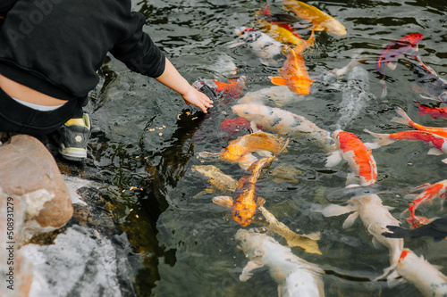 People, children caress and feed beautiful large colored, multi-colored koi fish swimming in the water, in the pond. Photo of animals close-up.