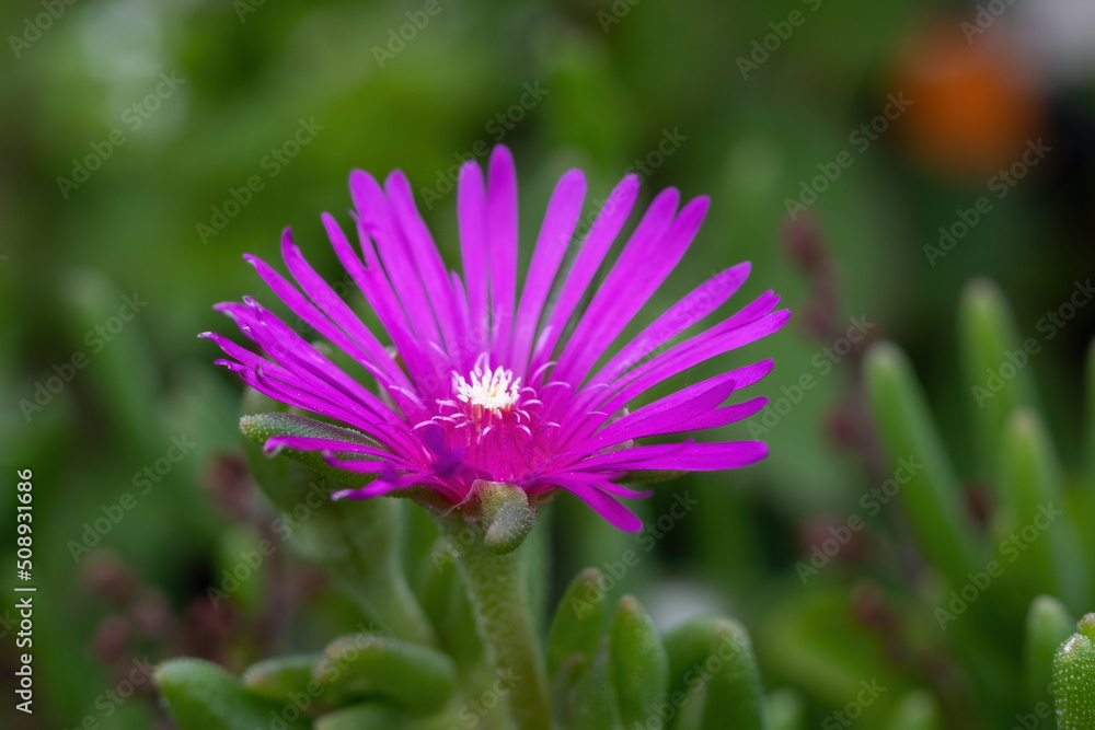Obraz premium pink flowers of Delosperma cooperi