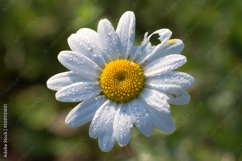 Fototapeta premium Close shot of a wet daisy with a hole on a petal