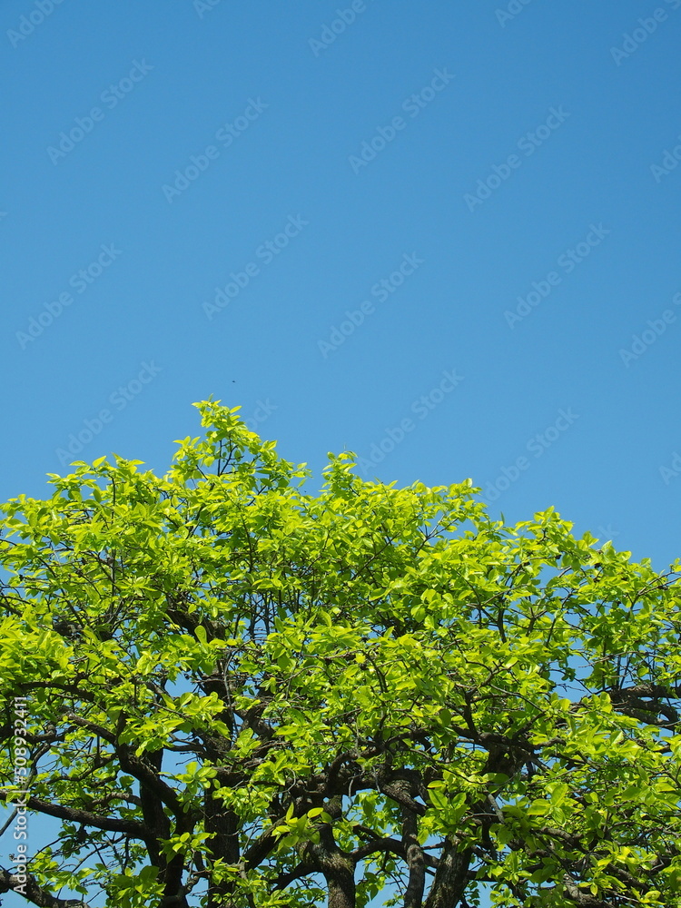 Obraz premium ４月の朝の新緑の柿の木と青空