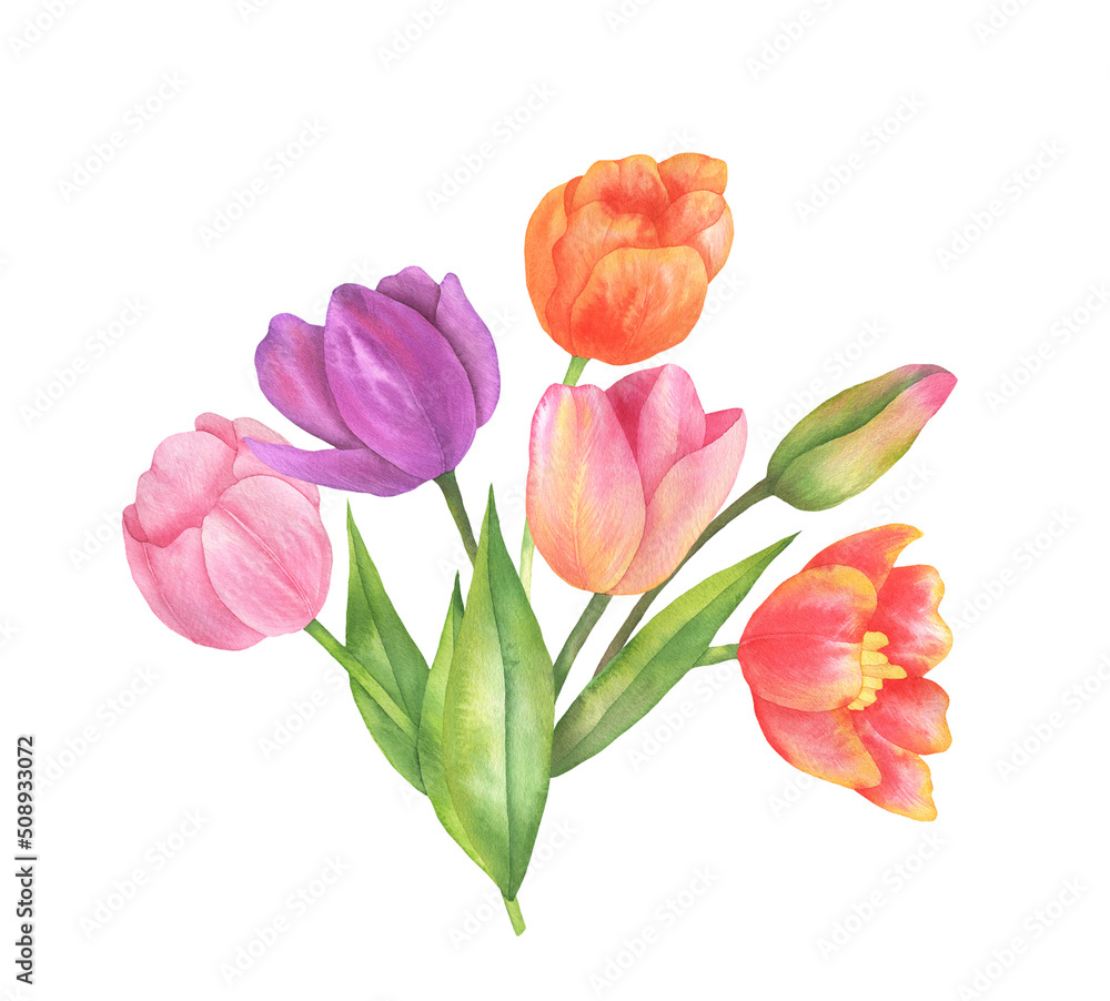 Illustration of a bouquet of tulips Illustration of a bouquet of tulips