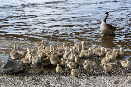 Canada goose goslings grouping near water photo