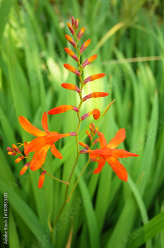ヒメヒオウギズイセンのオレンジ色な花
