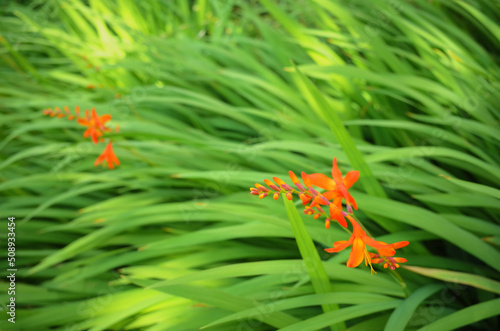 ヒメヒオウギズイセンのオレンジ色な花