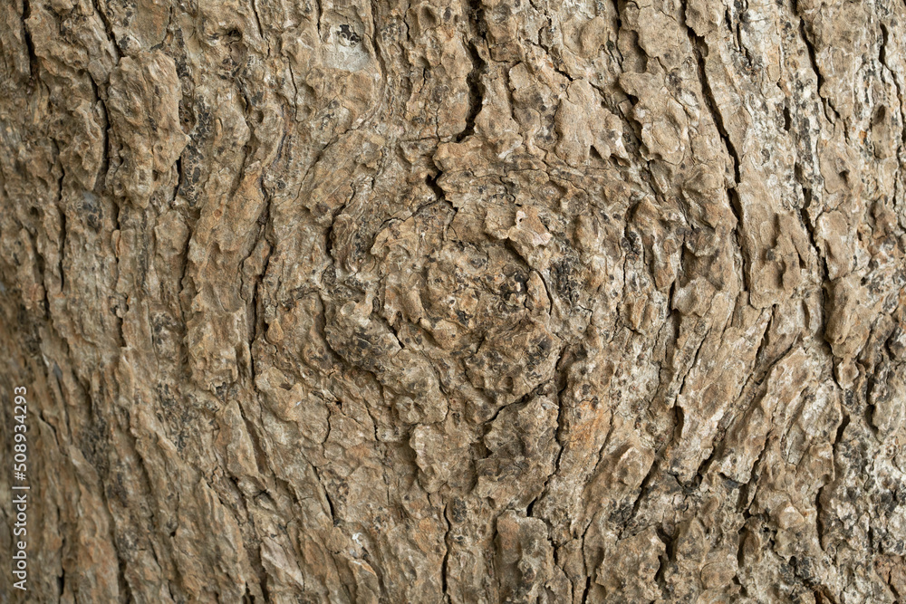 dry tree bark texture and background, nature concept dry tree bark texture and background, nature concept