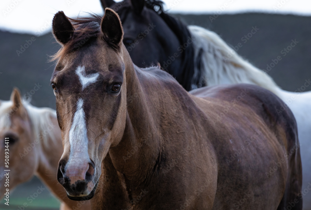 Fototapeta premium Herd of Colorado ranch horses being rounded up to move to summer pastures.