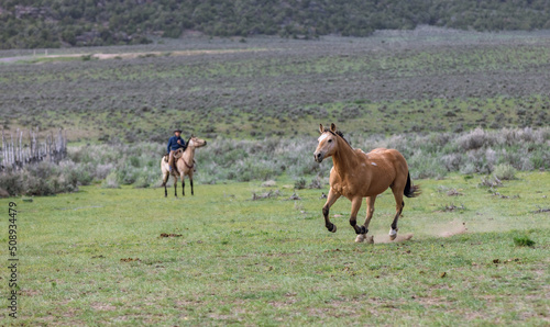 Herd of Colorado ranch horses being rounded up to move to summer pastures. © christy
