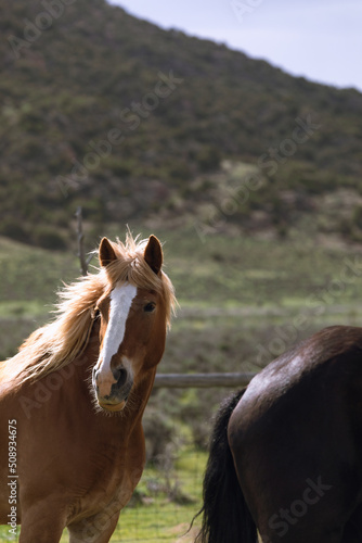 Herd of Colorado ranch horses being rounded up to move to summer pastures.