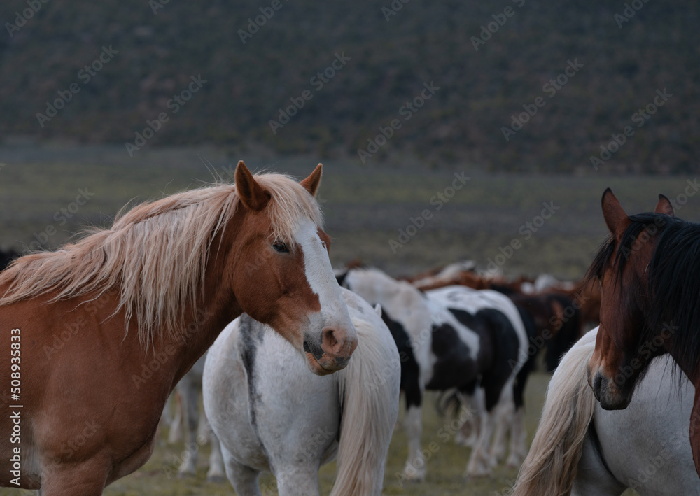 Fototapeta premium Herd of Colorado ranch horses being rounded up to move to summer pastures.