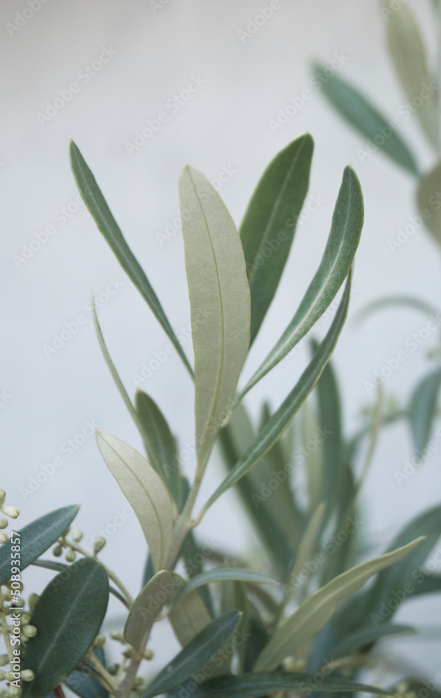 Olive tree natural background. olive branches with white background Natural texture backgrounds. Extraction of olive oil. Space for copy. Olive tree natural background. olive branches with white background Natural texture backgrounds. Extraction of olive oil. Space for copy.