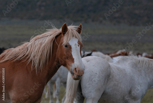 Herd of Colorado ranch horses being rounded up to move to summer pastures.