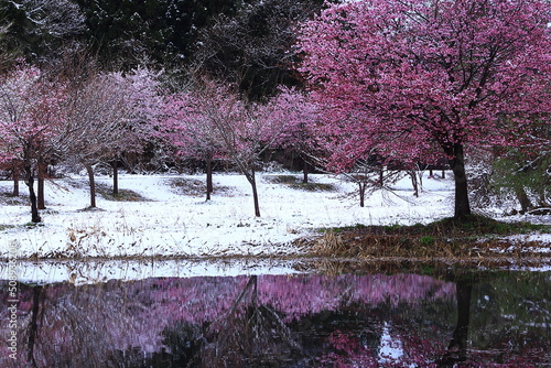 岩手県西和賀町 満開の桜と雪景色
