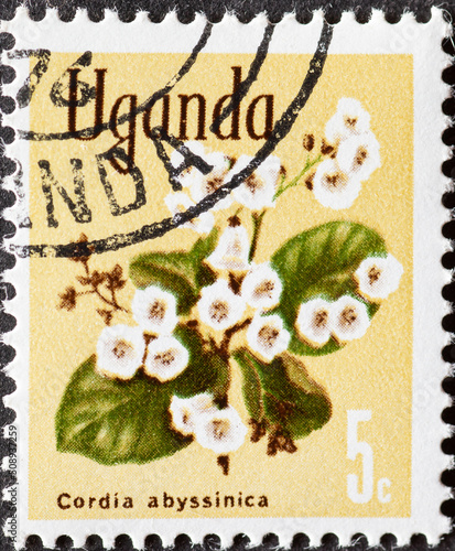 UGANDA - CIRCA 1969: a postage stamp from UGANDA, showing the flowering plant  East African cordia (Cordia abyssinica) .Circa 1969. photo