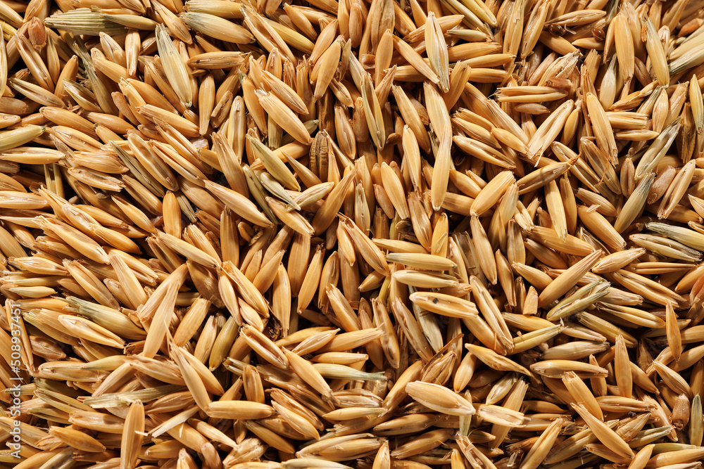 Top view of unpeeled oat grains.