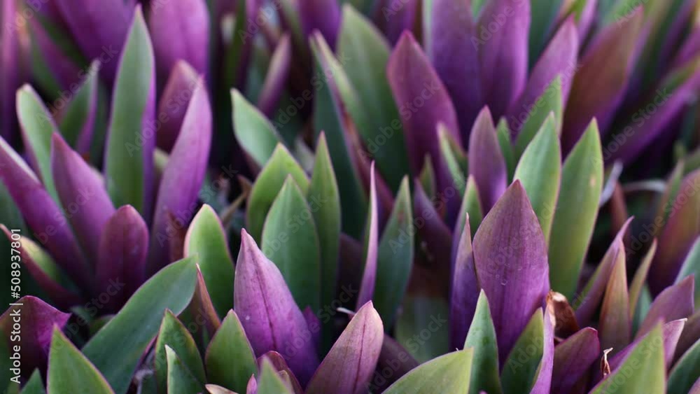 Tradescantia. Tropical plant with purple leaves. Closeup. Tradescantia. Tropical plant with purple leaves. Closeup.