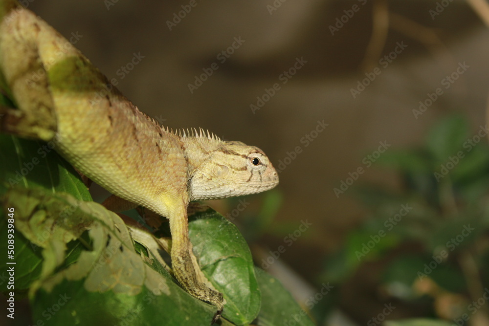 Fototapeta premium Beautiful Indian Tree Lizard or Oriental Garden Lizard.