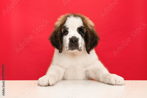 Saint Bernard puppy portrait on a red and white background photo