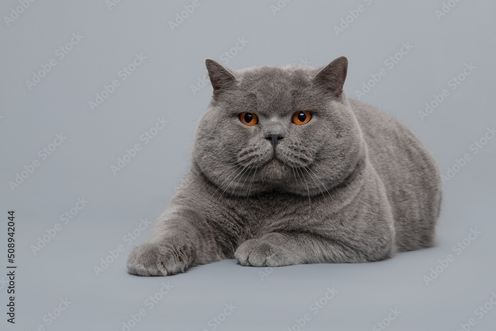 Picture Idea: Grey Purebred British Shorthair Cat With Orange Eyes Lying Down