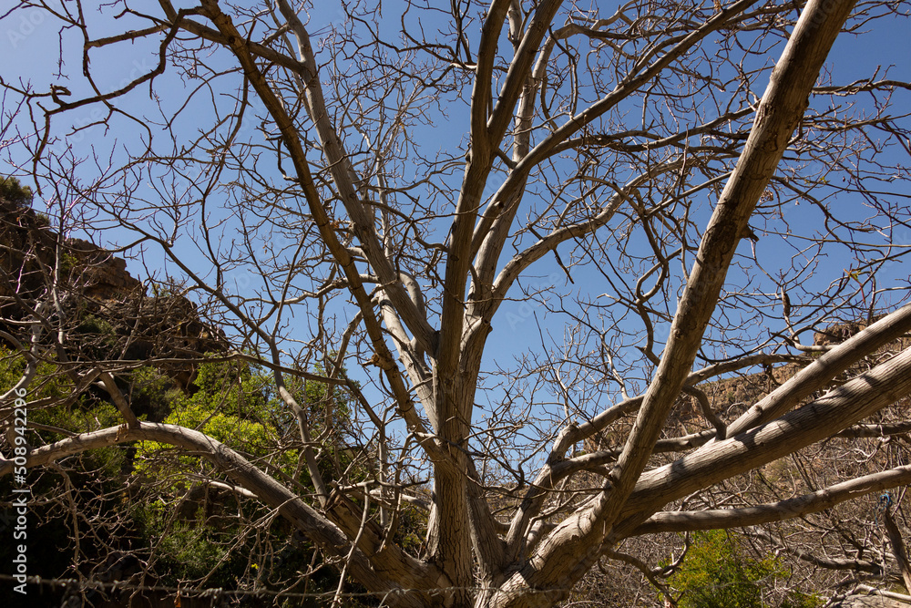One of the perennial trees in Aljabel Alalkhder in Nizwa One of the perennial trees in Aljabel Alalkhder in Nizwa