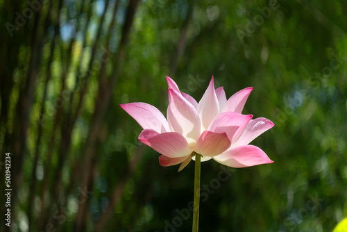 Pink Lotus for Background in Thailand and Southeast Asia.