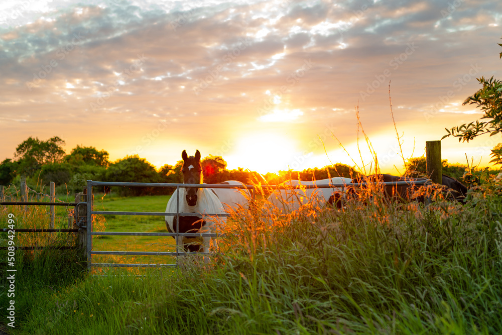 The summer sun can be seen setting on a horse paddock in a rural location. A small heard of horses are seen by the farm gate. The summer sun can be seen setting on a horse paddock in a rural location. A small heard of horses are seen by the farm gate.